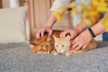 How to tell if your cat has fleas - Beaphar